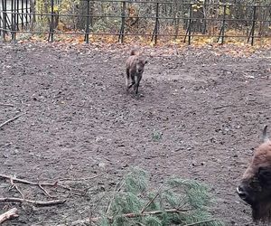 Młodą żubrzyczką w bydgoskim zoo opiekują się babcia i mama. Ona jest od chmur zawracania!