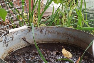 Gnojówka z pokrzyw, nawóz z pokrzywy