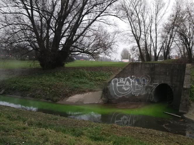 Zielone ścieki w Potoku Służewieckim