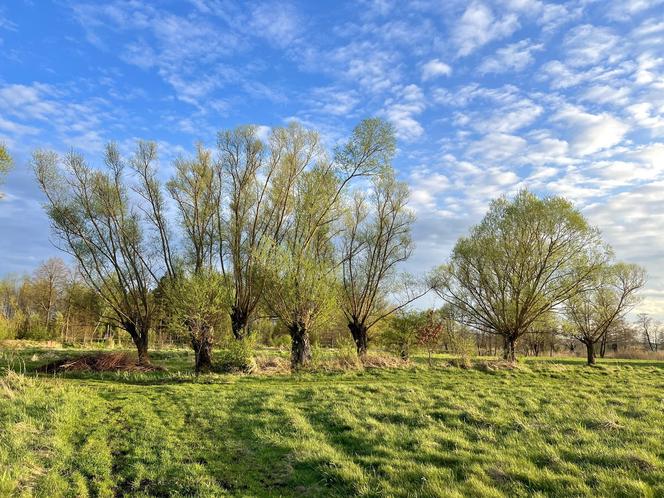 Ponidzie piękne także wiosną