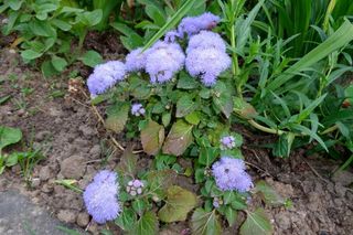Pelargonie to już przeżytek. Teraz te kwiatki królują na balkonach 