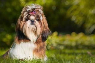 Shih tzu