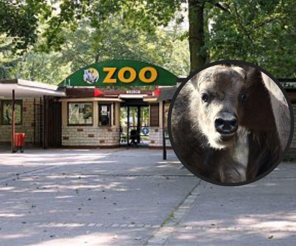 Nowy mieszkaniec w poznańskim zoo