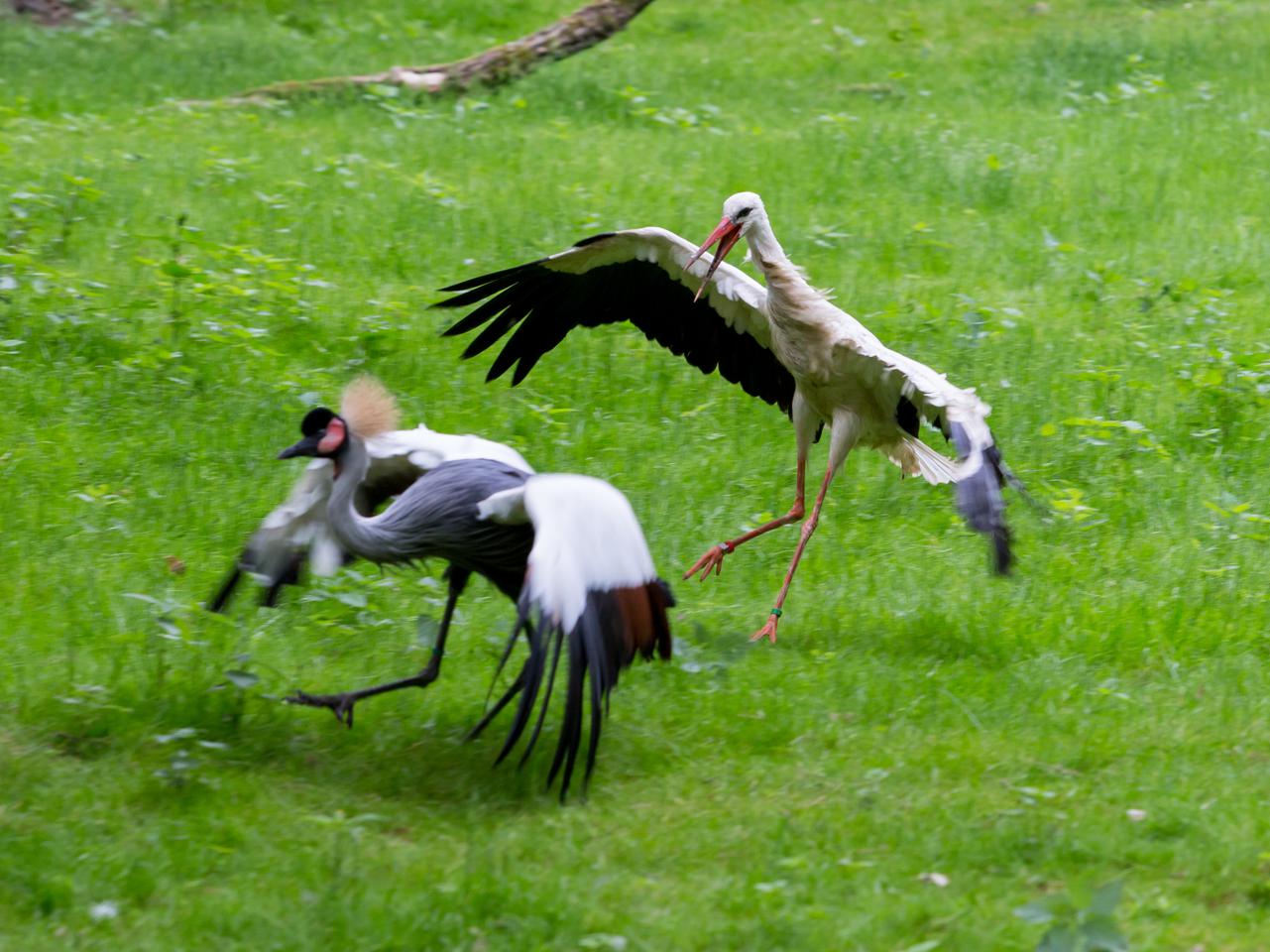 NIEPEŁNOSPRAWNYM BOCIANOM WYKLUŁY SIĘ MAŁE.