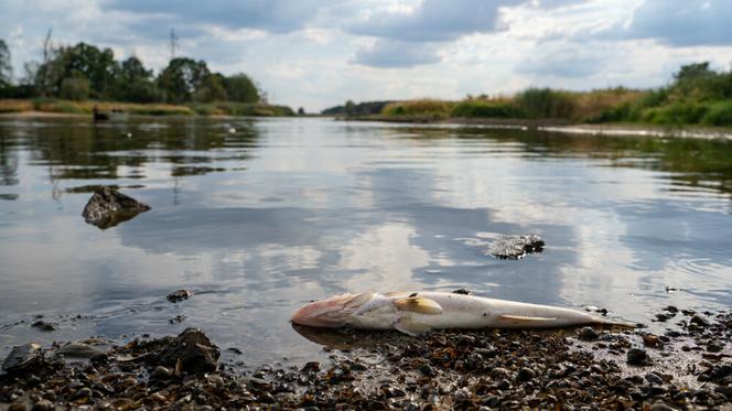 Zatruta Odra. Wyłowili już ponad 80 ton martwych ryb! Horrendalna katastrofa