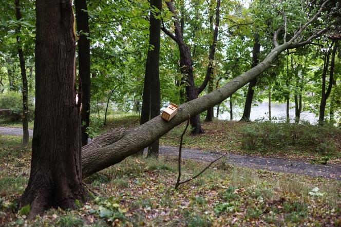 Park wilanowski zamknięty po burzy w Warszawie