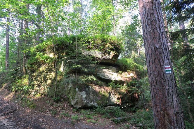 Rezerwat Dalejów w gminie Bliżyn