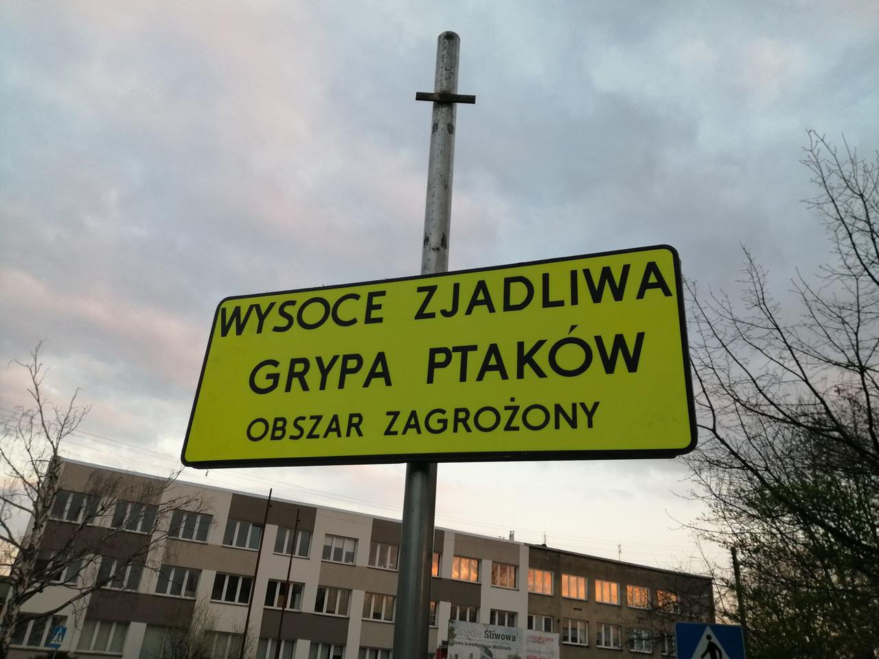 Ptasia grypa we Wrocławiu. Czy jest się czego bać? Sprawdziliśmy! 