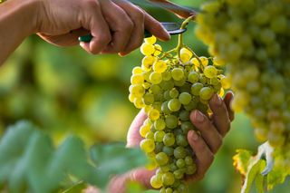 Wino z winogron -  kiedy zbierać winogrona na wino i jak zrobić domowe wino z winogron