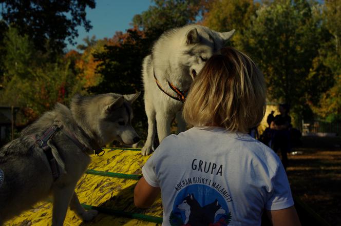 Husky opanowały Psi Park! [GALERIA]