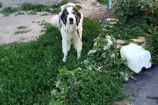 Farma grozy pod Lidzbarkiem. „Z miłości do zwierząt zgotowali im piekło”