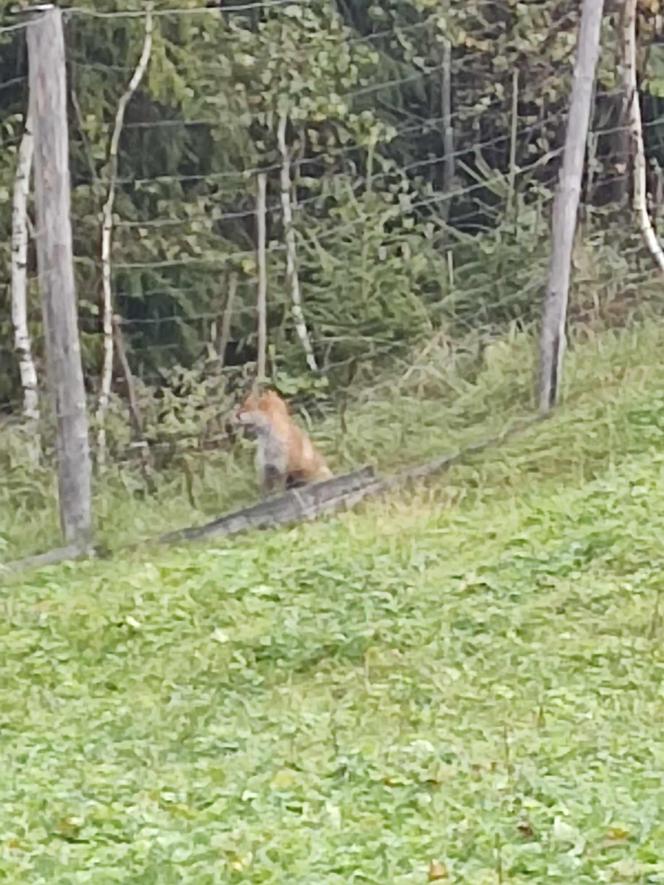 Lisy w powiecie żywieckim nie boją się ludzi. Wchodzą na posesje bez żadnego strachu