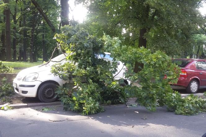 drzewo spadło na auto szczecin