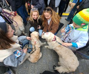 33. Finał WOŚP z grupą krakowskich Golden Retrieverów