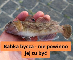 Babka bycza  przybyła do nas z Morza Czarnego. Teraz pożera nasze małże i jest szkodnikiem 