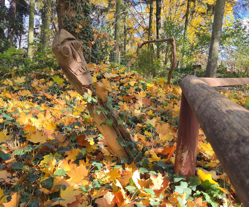 Jesień w Ogrodzie Botanicznym UKW. To ostatnia szansa na spacer wśród złotych liści!