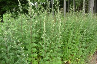 Bylica – przegląd gatunków bylicy, uprawa, zastosowanie bylicy