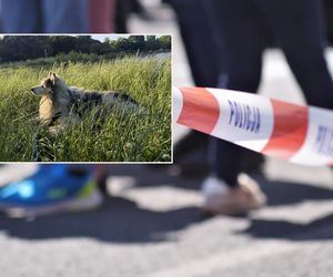 Zwierzęce piekło w Kaliszu! Pies żył ze zwłokami swojej pani. Morderca wyprowadzał go na spacery