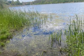 Moczarka nad jeziorem Długim - 2024