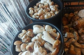 Grzyby w świętokrzyskim