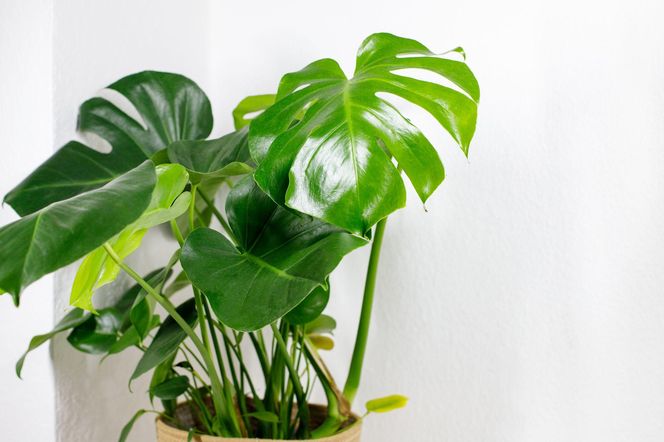 Monstera deliciosa