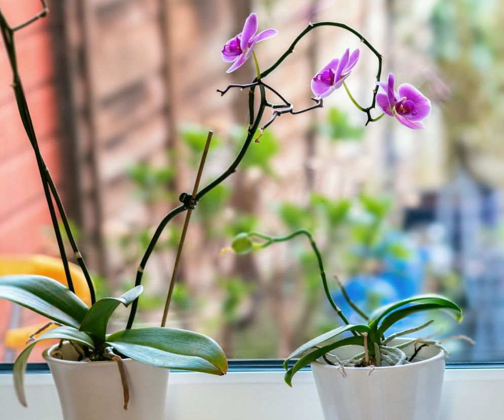 Storczyk Phalaenopsis