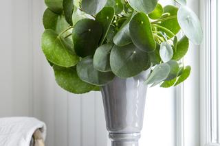 Pilea peperomioides, czyli kwiat pieniążek