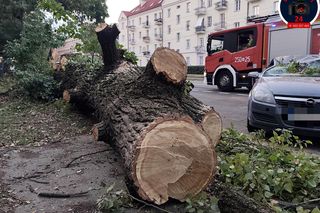 Drzewo spadło na sieć trakcyjną