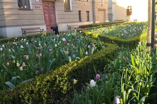 Wiosna w Lublinie