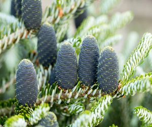 Jodła koreańska - Abies koreana