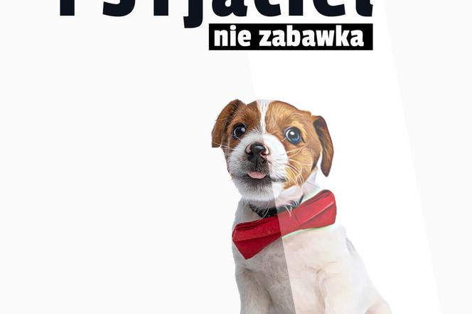 Pies to nie zabawka. Schronisko w Bełchatowie wstrzymuje adopcje zwierząt