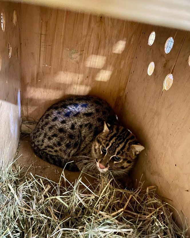 Taraje urodziły się w toruńskim zoo. Fenomen na skalę światową