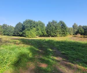 Zapuszczone parki w Olsztynie zyskają nowy blask. Miasto ogłosiło przetargi