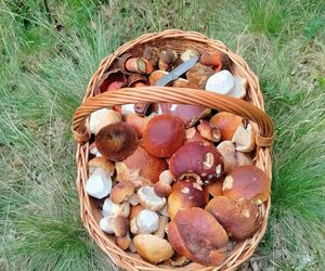 Wysyp grzybów w woj. świętokrzyskim. „Rosną jak na drożdżach”.