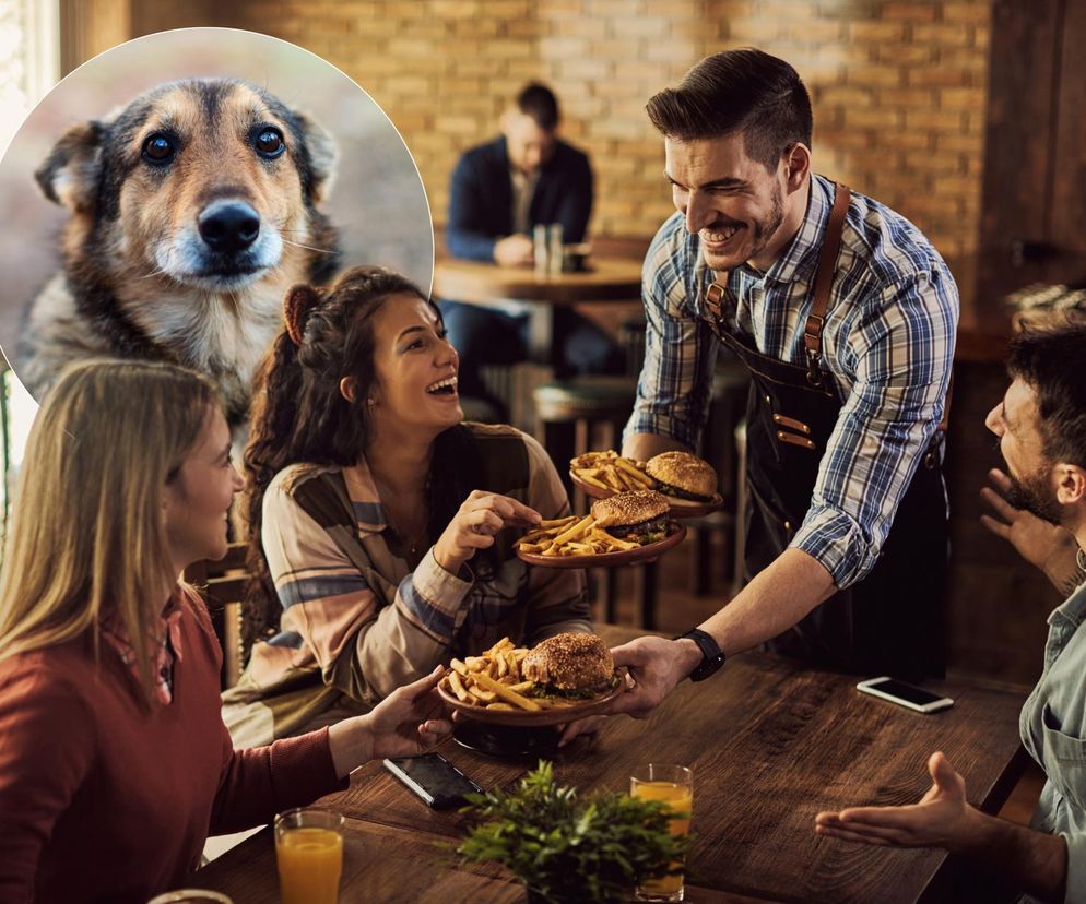 Wrocław. Zamawiając danie w restauracji, możesz pomóc bezdomnym zwierzętom. Ruszyła 4. edycja społecznej akcji