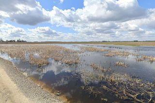 Zatopiony las woj. lubelskie