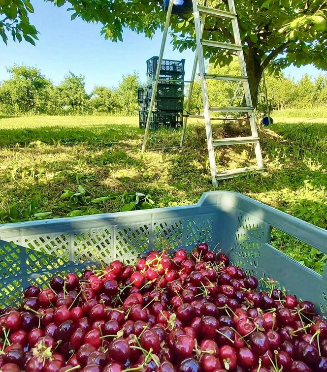 Czereśnie na farmie Jabusko w Świętokrzyskiem