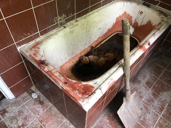Scena jak z horroru w Sobótce! Martwy kot w wannie i mnóstwo krwi!