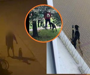Agresywny doberman terroryzuje gdańską Żabiankę! Mieszkańcy w strachu: Czekamy na tragedię. Miasto ma związane ręce
