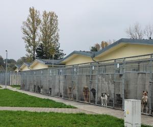 Podsumowanie działalności Centrum Opieki nad Zwierzętami w Grudziądzu