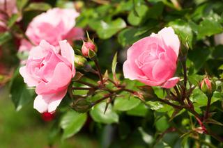 Okulizacja róż – prosty sposób rozmnażania krzewów róż