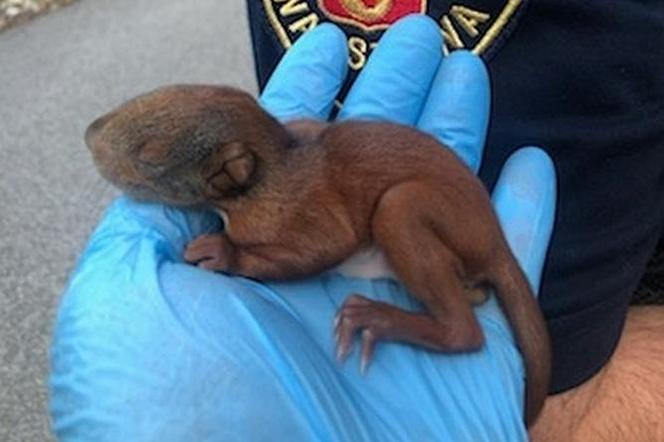 Malutka wiewiórka wypadła z gniazda na Białołęce w Warszawie. Bez pomocy człowieka czekała ją pewna śmierć