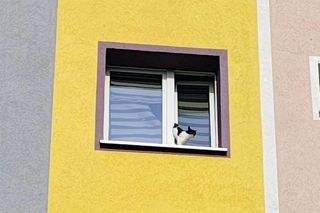 Kot zaklinował się w uchylonym oknie