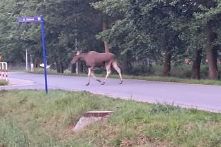 Łoś biega po ulicach we Wrocławiu. Do sieci trafiło nagranie 