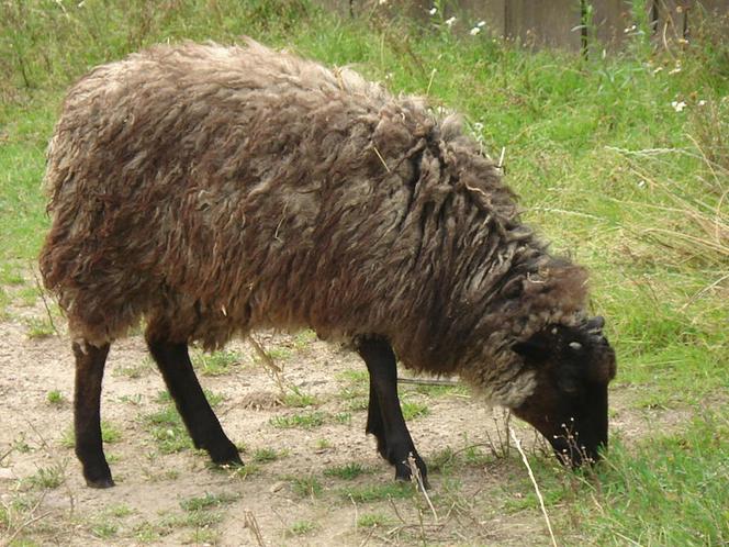 Owce wrzosówki wrócą na Murawy w przyszłym roku