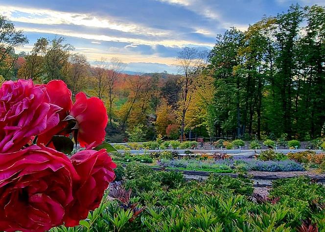 Arboretum Wojsławice prezentuje pełną paletę barw