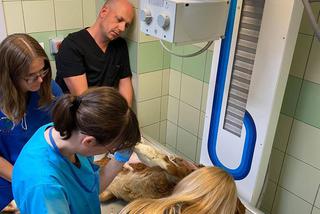 Cielak Pawełek musi nauczyć się chodzić [ZDJĘCIA