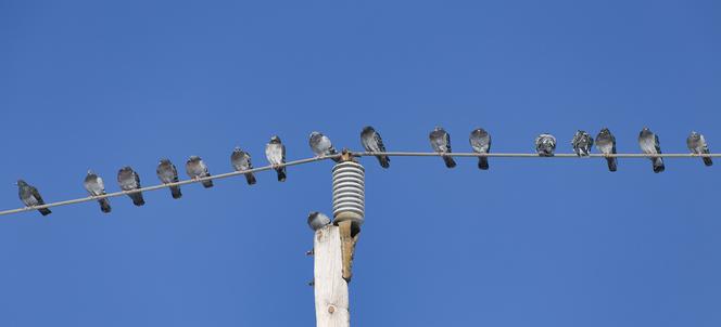 Dlaczego ptaków, które siedzą na liniach energatycznych nie kopie prąd? 