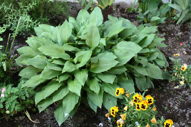 Funkia rozdęta - Hosta ventricosa
