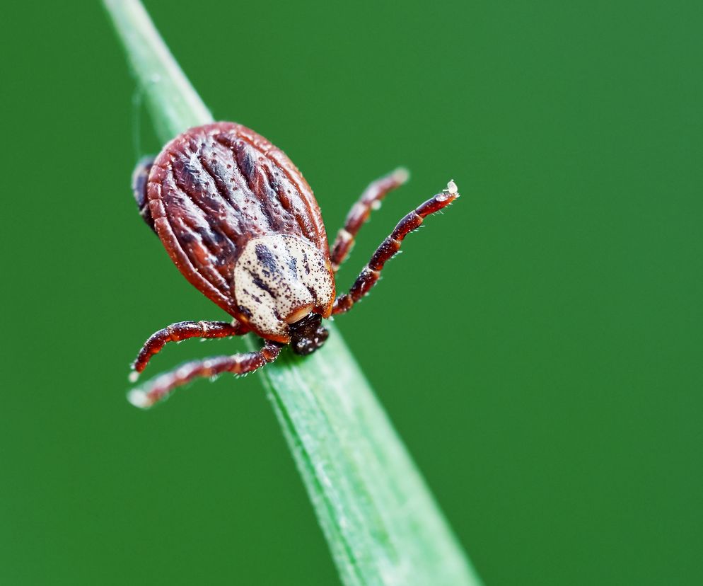 Dorosła samica kleszcza